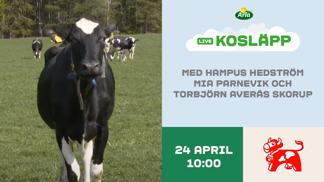 Arla Kosläpp LIVE - Lördag 24 april 2021
