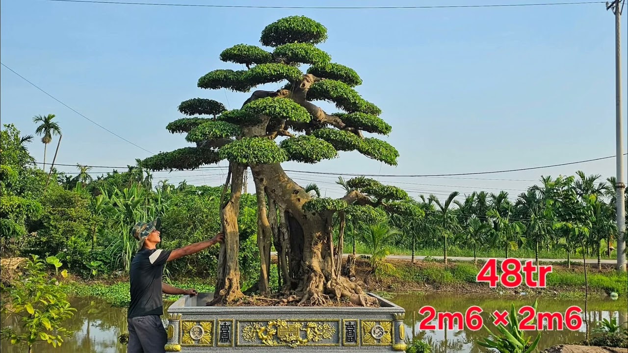 Một vài cây Vip em công khai với các bác ạ ✅ Cây thật - giá thật ☎️ 0348.319.923 