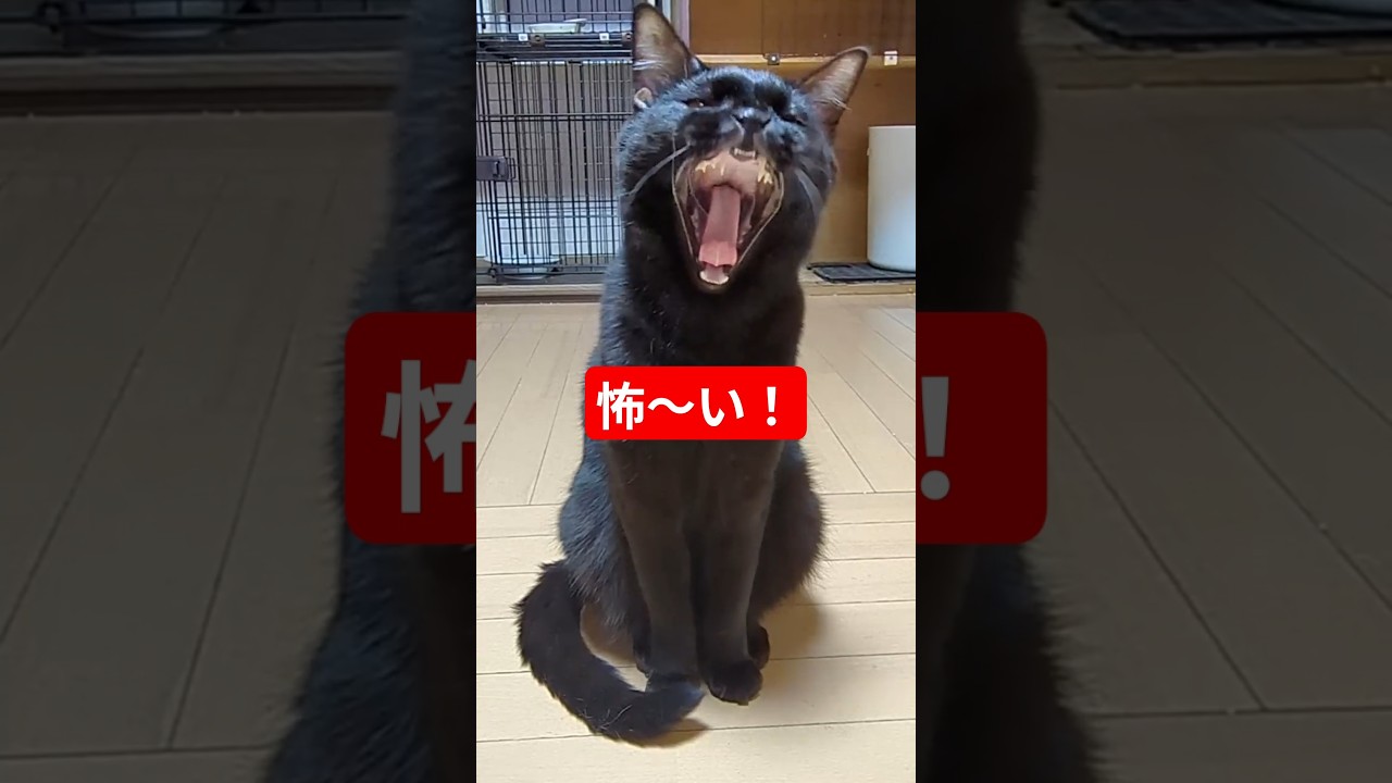ママに怒られた💦コムタ #shorts
