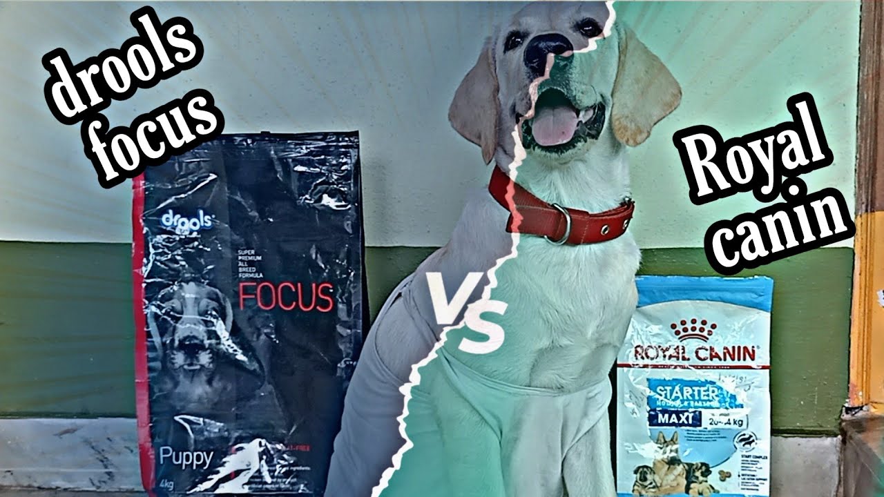 royal canin vs drools focus which my labrador puppy likes the most lets see ..#royal canin vs drools