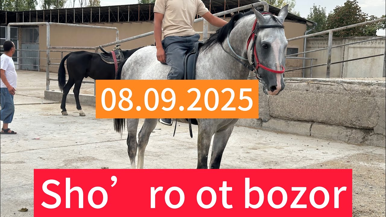 Toshkent viloyati qibray tumani sho’ro ot bozor 