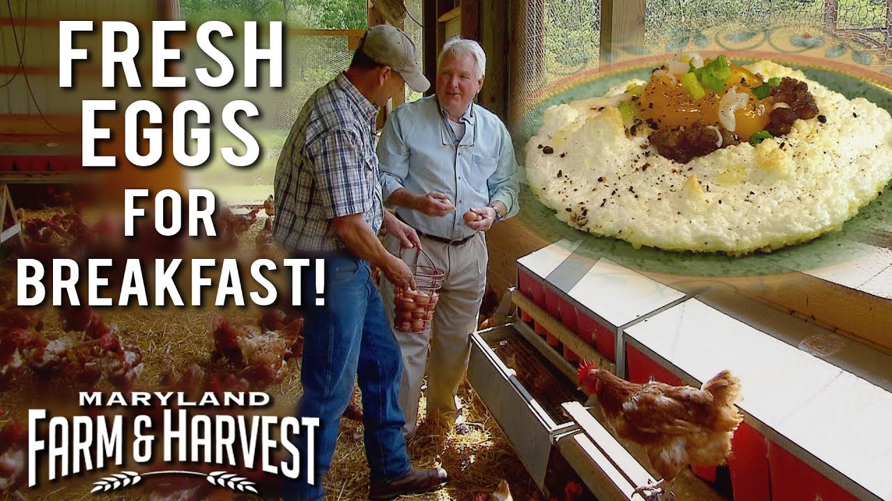 Fresh Eggs for Breakfast (Recipe) | Maryland Farm & Harvest