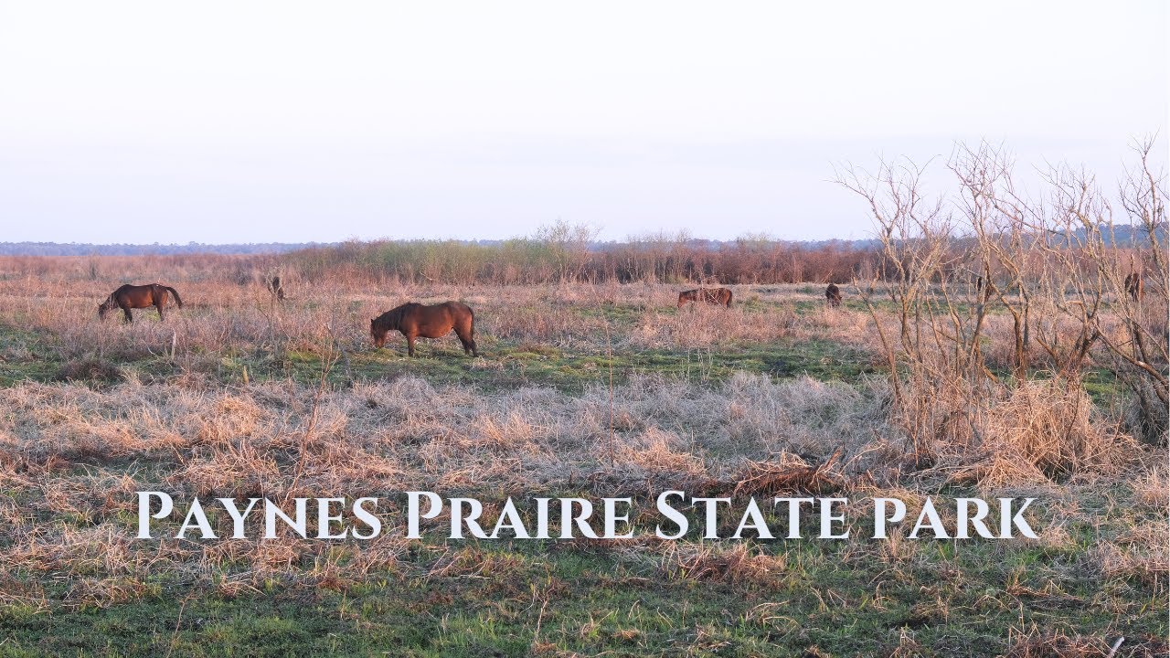 Hiking Paynes Prairie FL | Alligators, Bison & Wild Horses on Cone’s Dike Trails