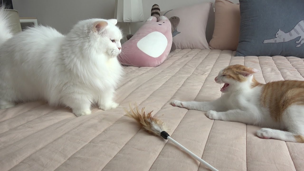 라라가 도도의 버르장머리를 고쳐줬어요!