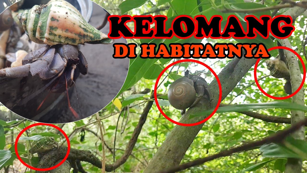 Berburu Kelomang Besar di Habitatnya Langsung, Ternyata Seperti Ini.