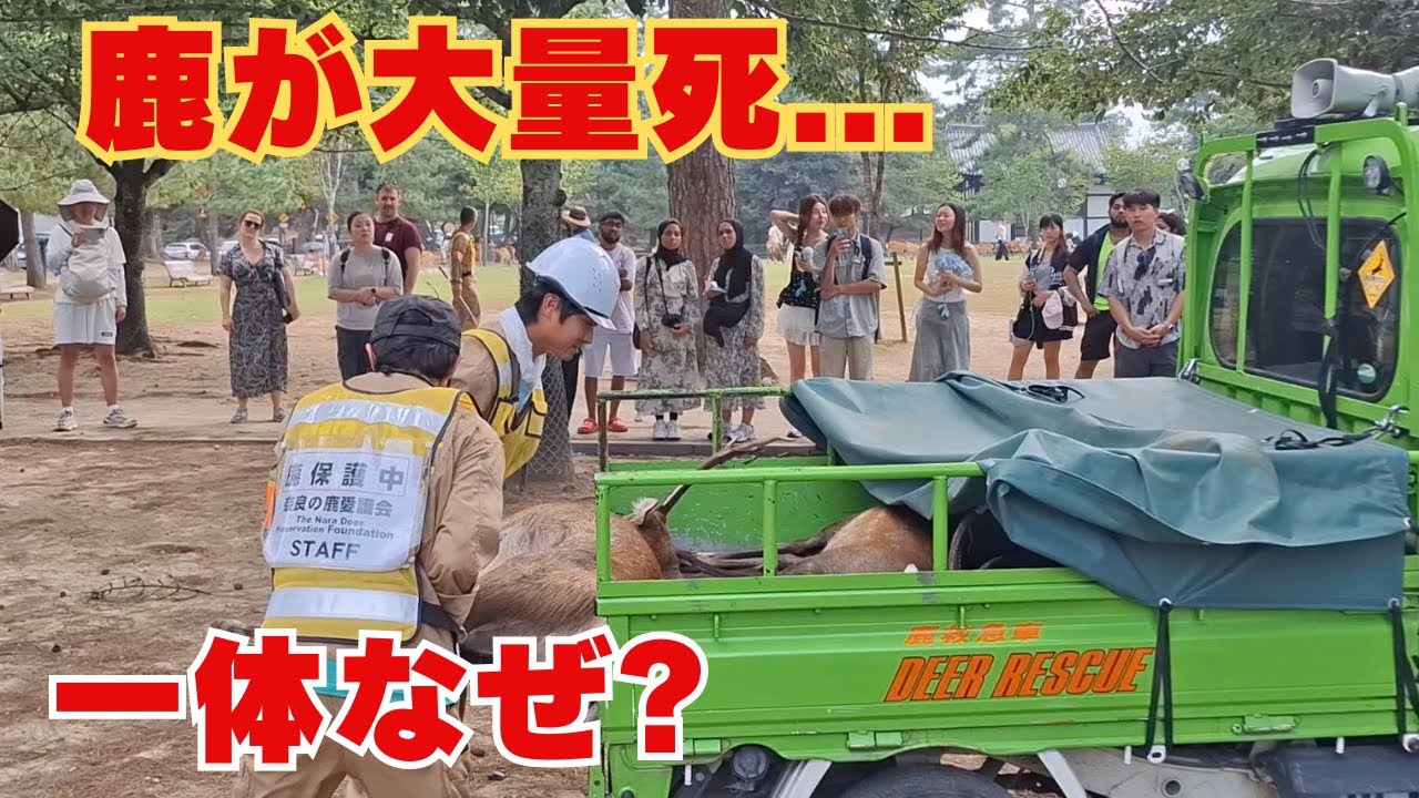 【衝撃】奈良公園で鹿の大量⚫️を発見しました 外国人観光客も驚き