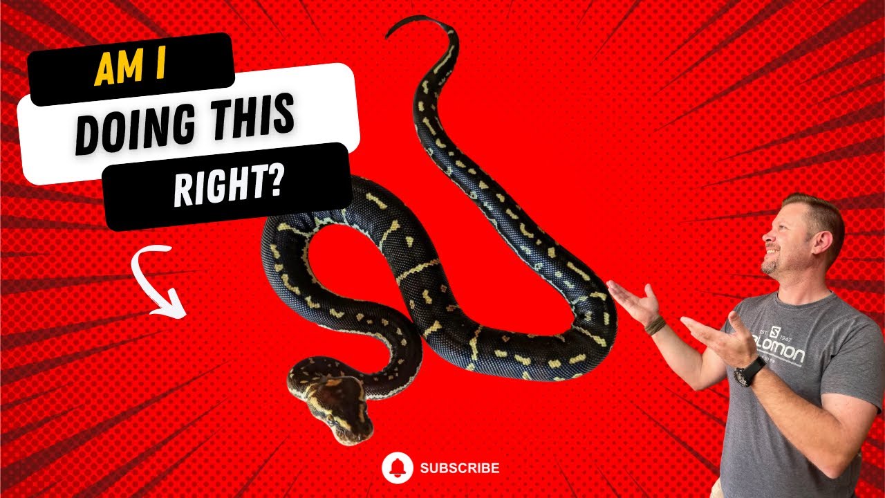 BASIC KEEPING EXPLAINED #reptiles #snakes #angolanpython #pythonanchietae