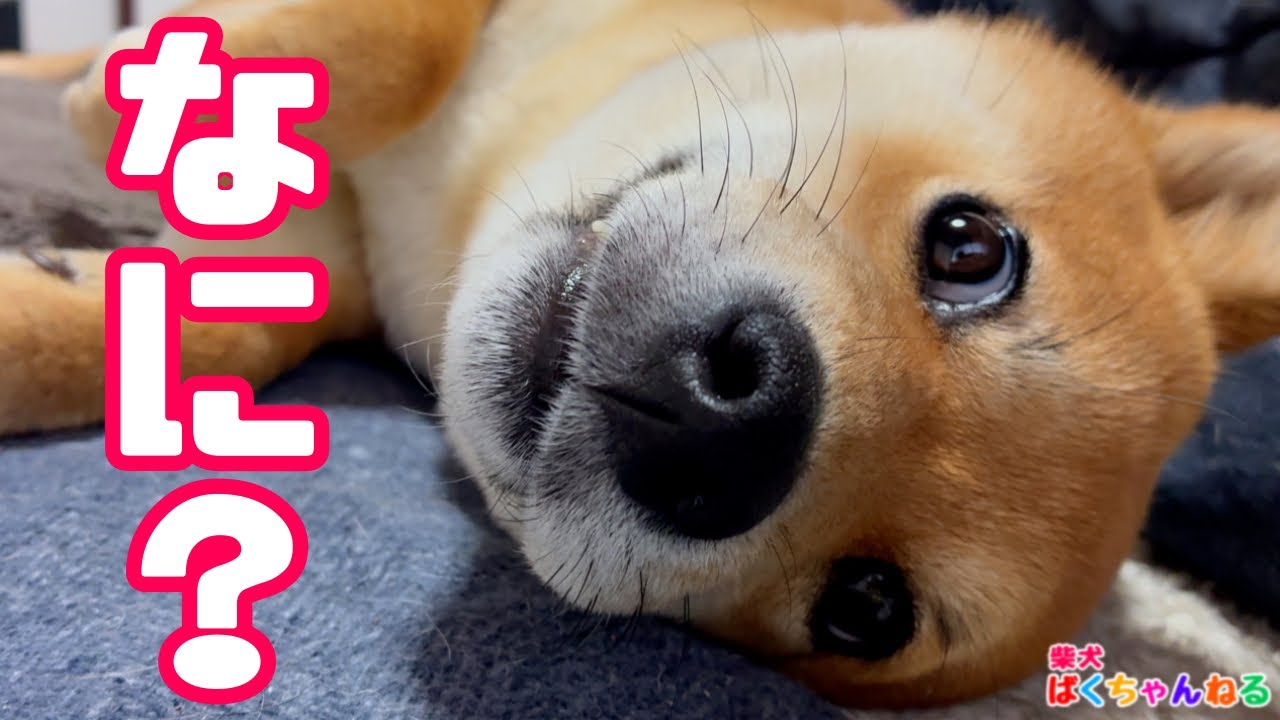 暇な飼主にからまれる柴犬ばくちゃん