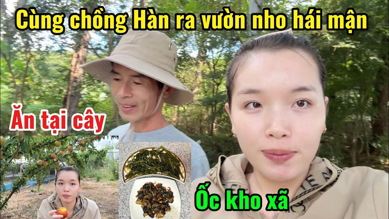 [98] cùng chồng Hàn 🇰🇷ra vườn nho để hái mận chín cây 