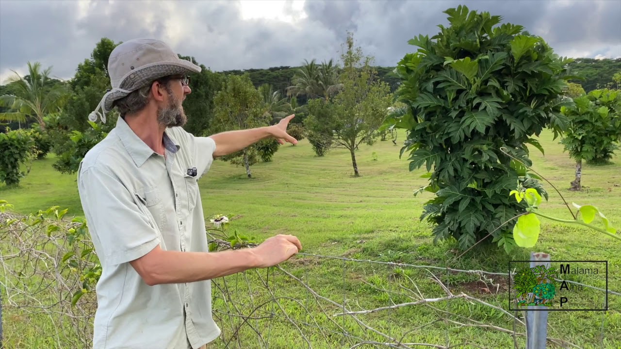 Grow & Use Peach Palm, Breadnut & Jackfruit Staple Crops Class preview
