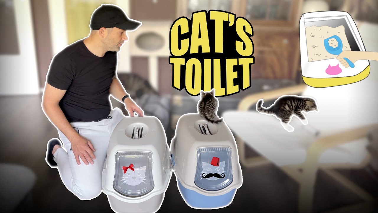تعليم القطط الصغيرة  دخول الحمّام | نصائح مهمّة | Teaching My Kittens How To Use The Litter Box 🚽😺