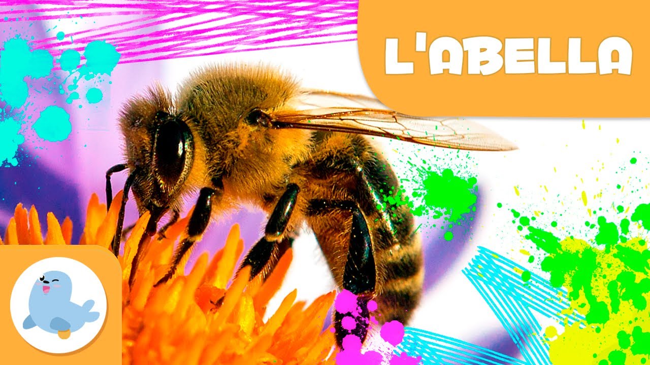 L'abella 🐝 Animals per a nens en català 🍯 Episodi 4