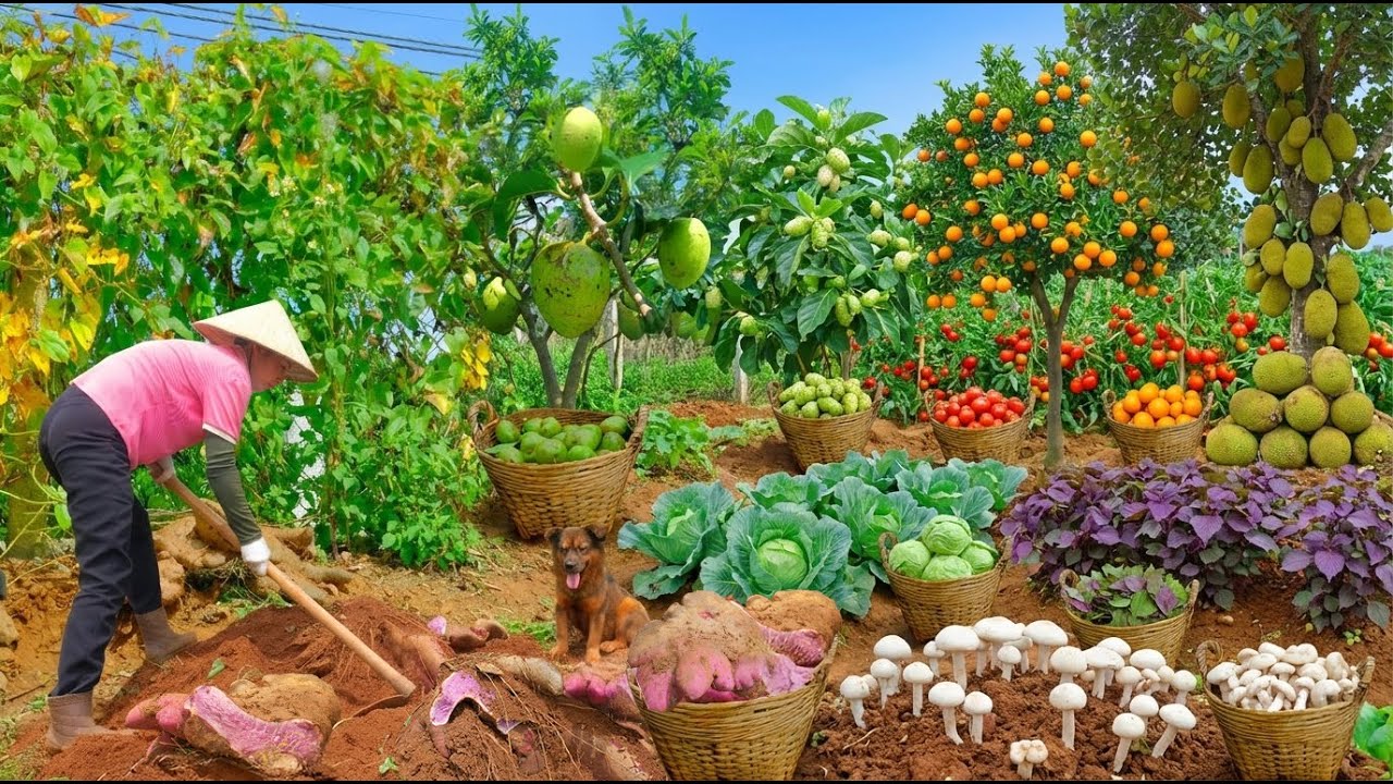 Harvest: Purple Yam, Pond Apple, Round Eggplant, Perilla, Mushrooms, Bananas, Noni To Sell At Market