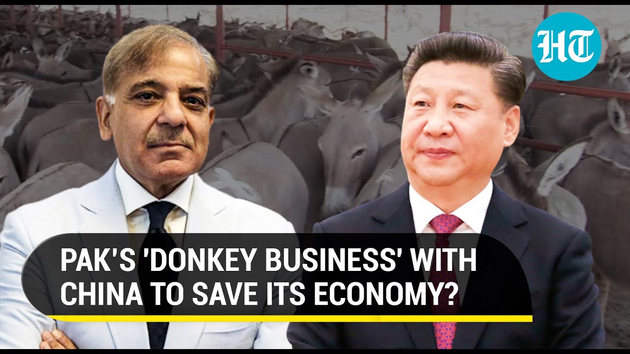 China shows interest in Pak donkeys & dogs as cash-strapped Islamabad eyes export boost I Report