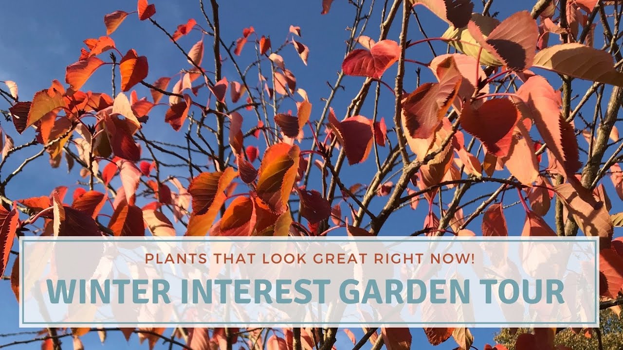 Winter Interest Garden Tour 2021 // Autumn Colour // Trees and Plants for Winter structure 🌲🍁💚❄️