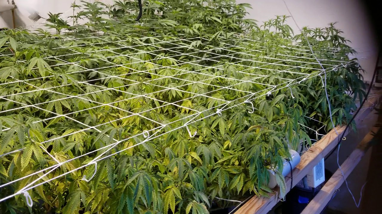 Week 2 in Flower with Square 1 Genetics under HPS, HLG 260, 315 sunlight supply