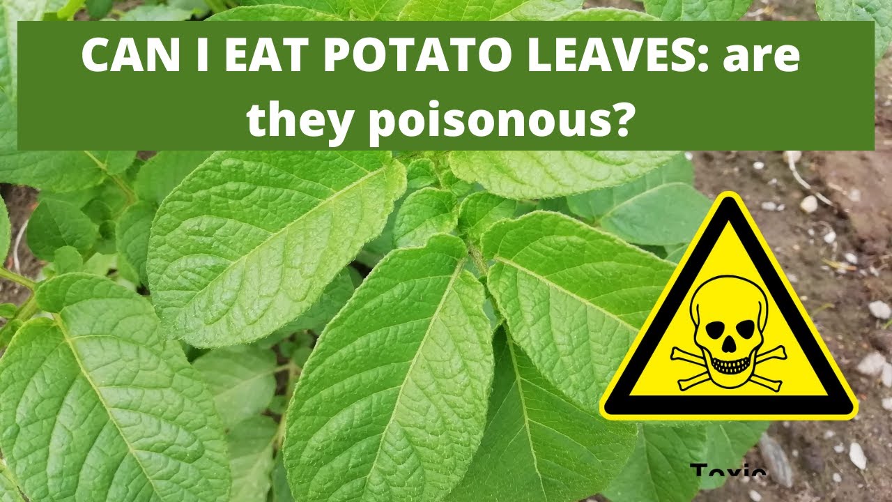 CAN I EAT POTATO LEAVES: are they poisonous?