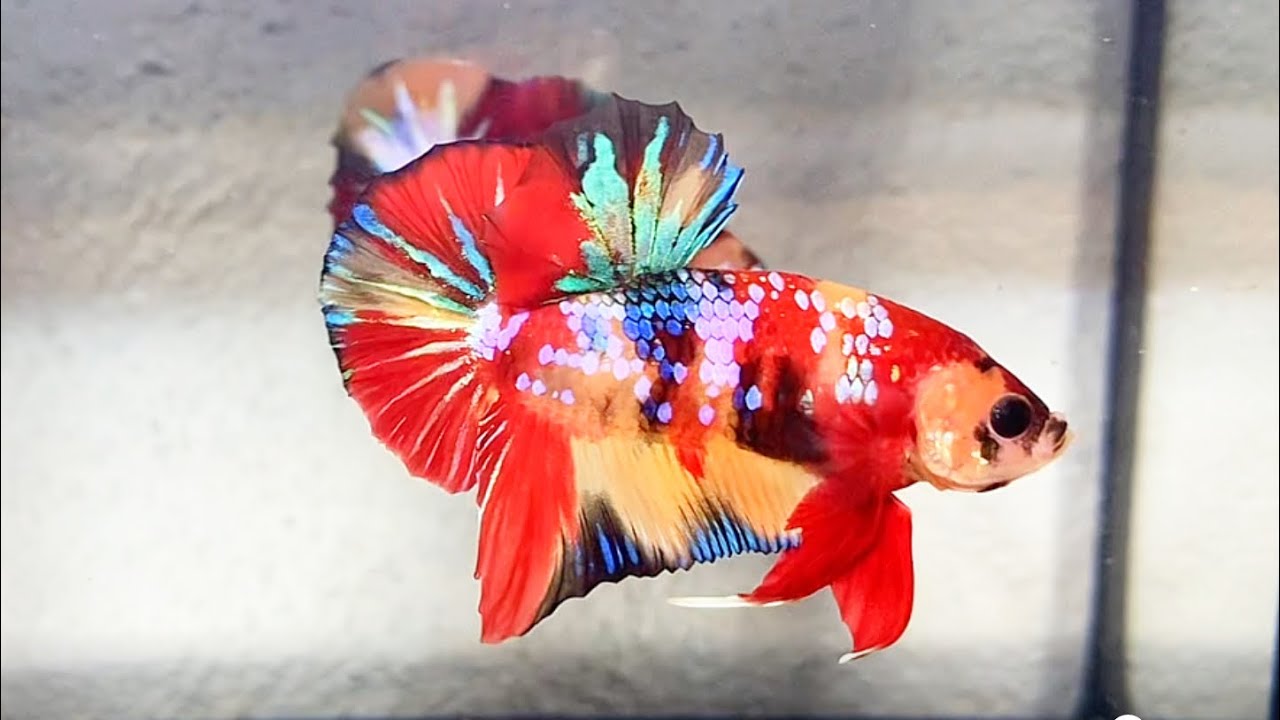 🔥🔥🔥 Đợt Cá Mới,1 tặng 1,feeship