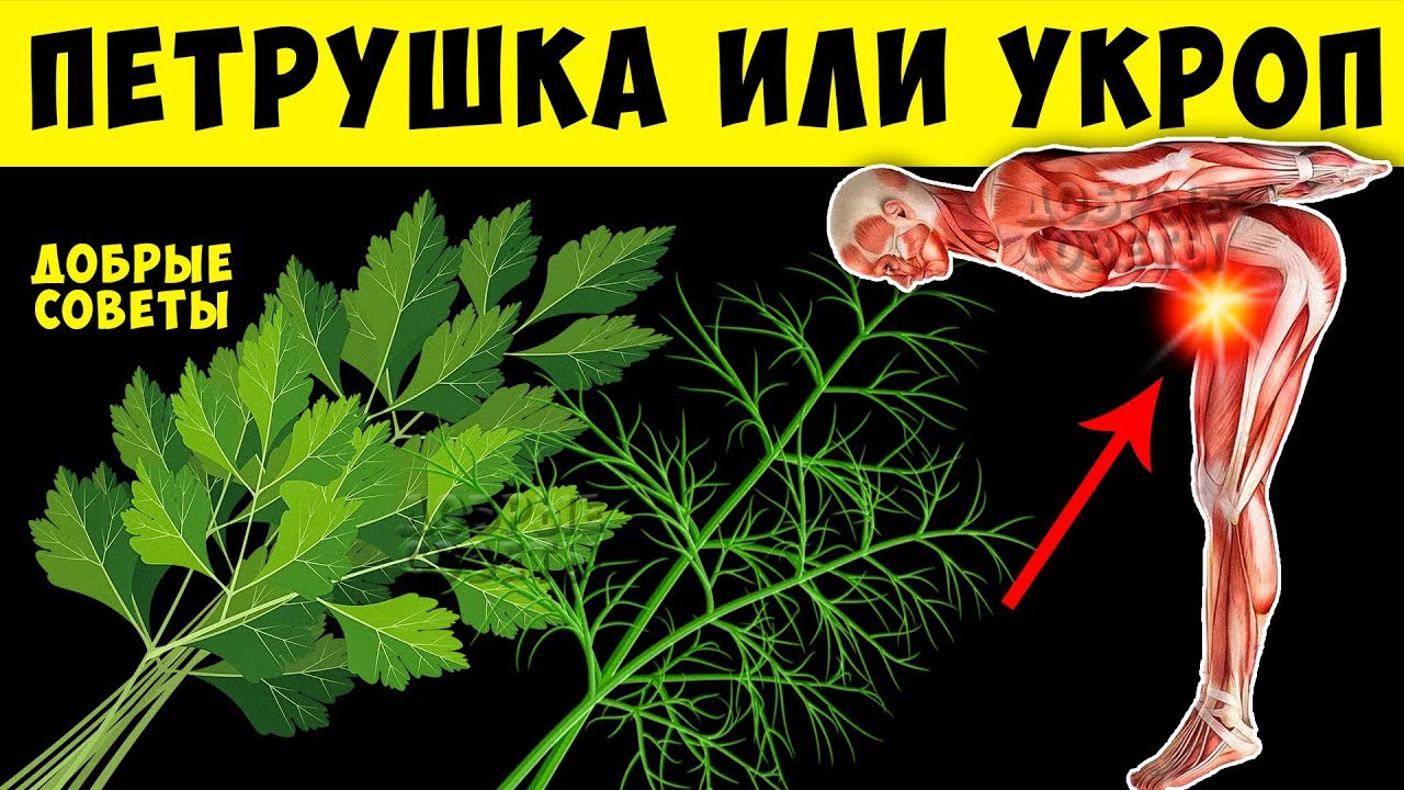 Трава молодости, польза и вред Укропа и Петрушки для Организма Человека