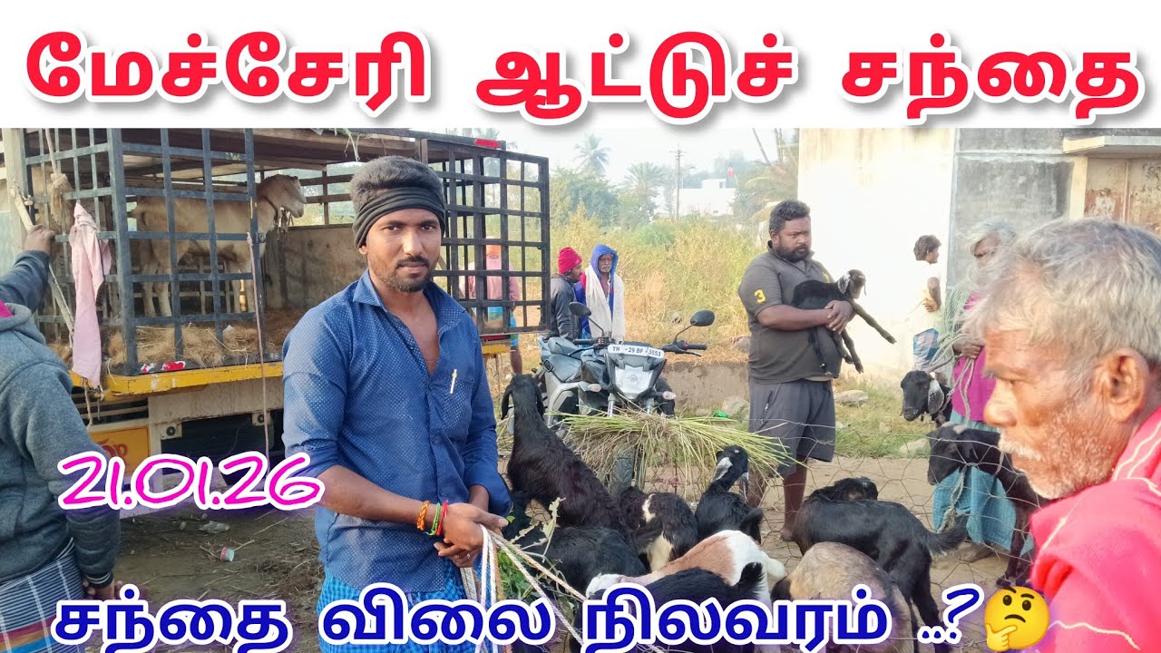 மேச்சேரி ஆட்டுச்சந்தை விலை நிலவரம் என்ன .?#goat #goatfarming #farm #farmlife #animals #vlog #views 