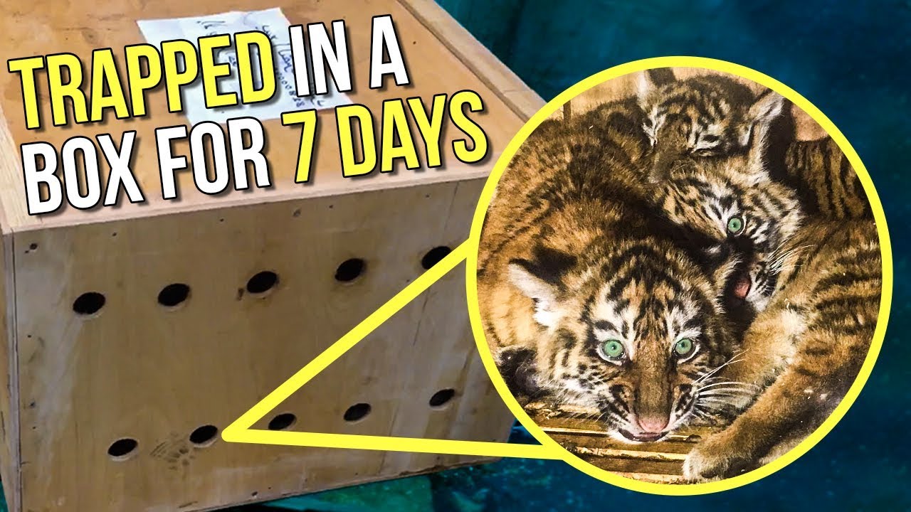 Mysterious Box Stuck In Airport For 7 Days, 3 Illegal Tigers Found Inside