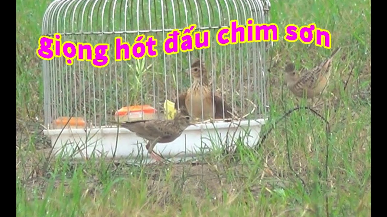 giọng hót đấu chim sơn ca sông hồng - chim sơn ca hót