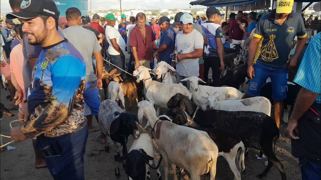 Feira de Animais Surubim Pernambuco 20/03/2026