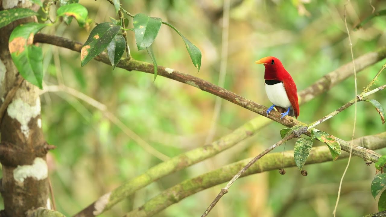The King Bird-of-Paradise