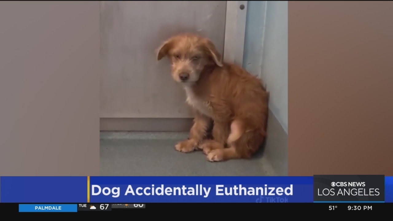 Local animal care center facing outrage after 3-month-old puppy accidentally euthanized