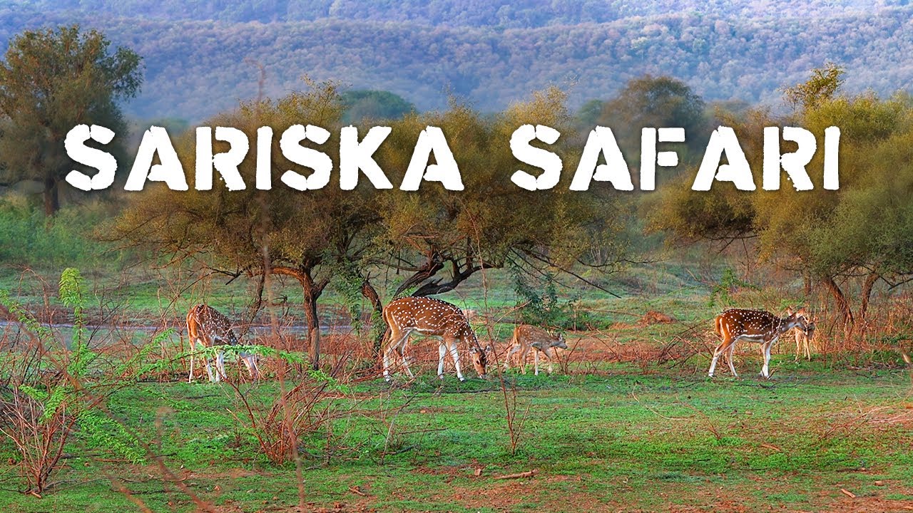 Sariska Safari Experience  - 4K Video