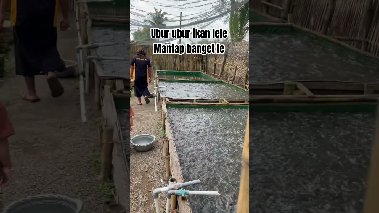 #budidayaikanlele #budidayaikan #kolamikan #fypシ゚ #fypyoutube #fyp