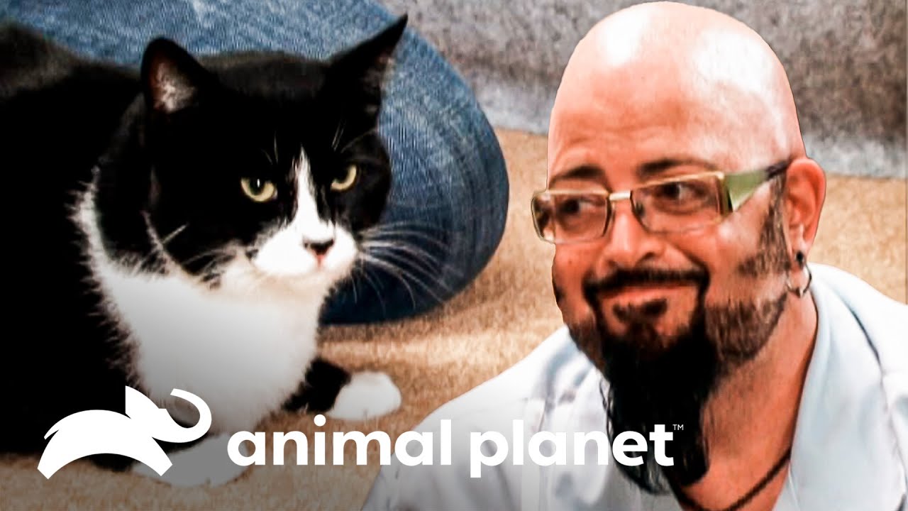 Así es como los humanos transmiten la energía a los gatos | Mi gato endemoniado | Animal Planet