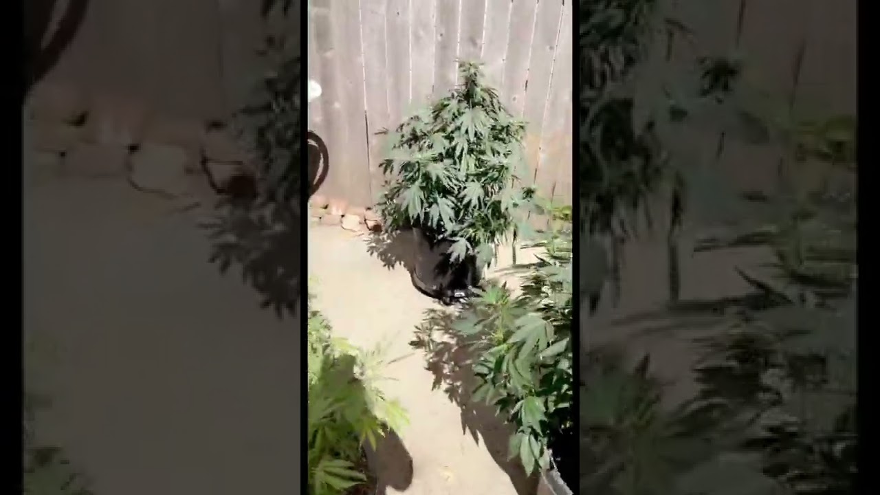 #growth #grow #cannabis #weed #background #backyard #garden #growing #selfcare #selfefficacy