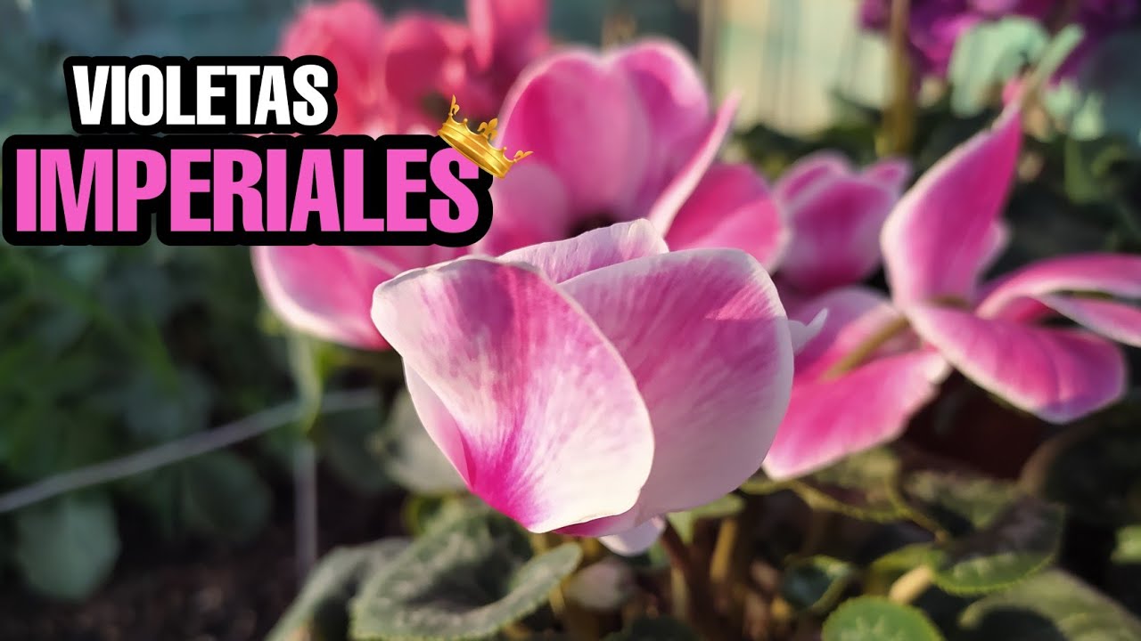VIOLETAS IMPERIALES | CUIDADOS BASICOS Y CONSEJOS