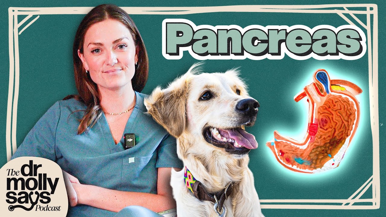 EP23 - Pancreatitis in Dogs: Symptoms, Testing, Pancreatic Disorders | The Dr. Molly Says Podcast