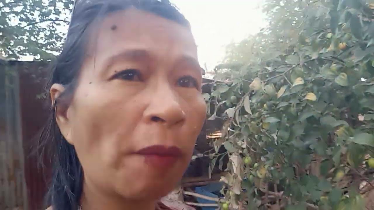 เก็บพุทราสามรส
