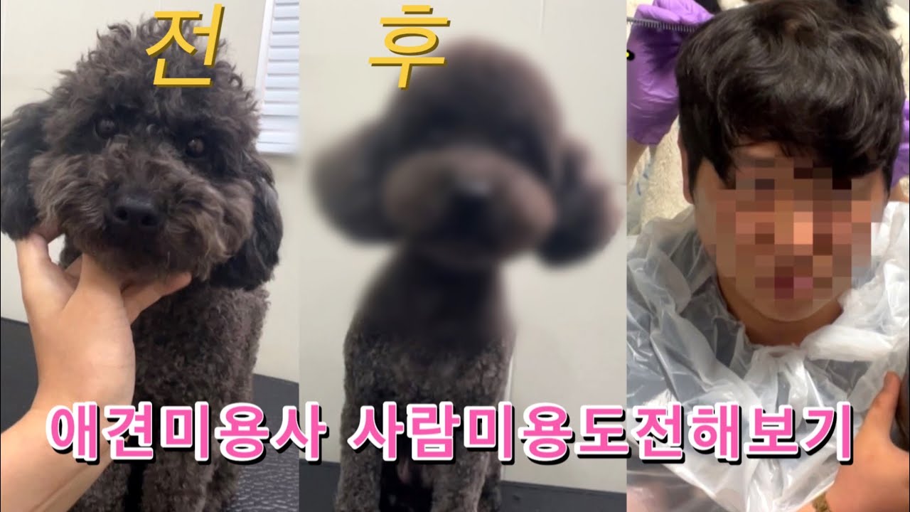 제실수로 말티즈 빡빡밀어버렸어요 ..|푸들테디베어컷