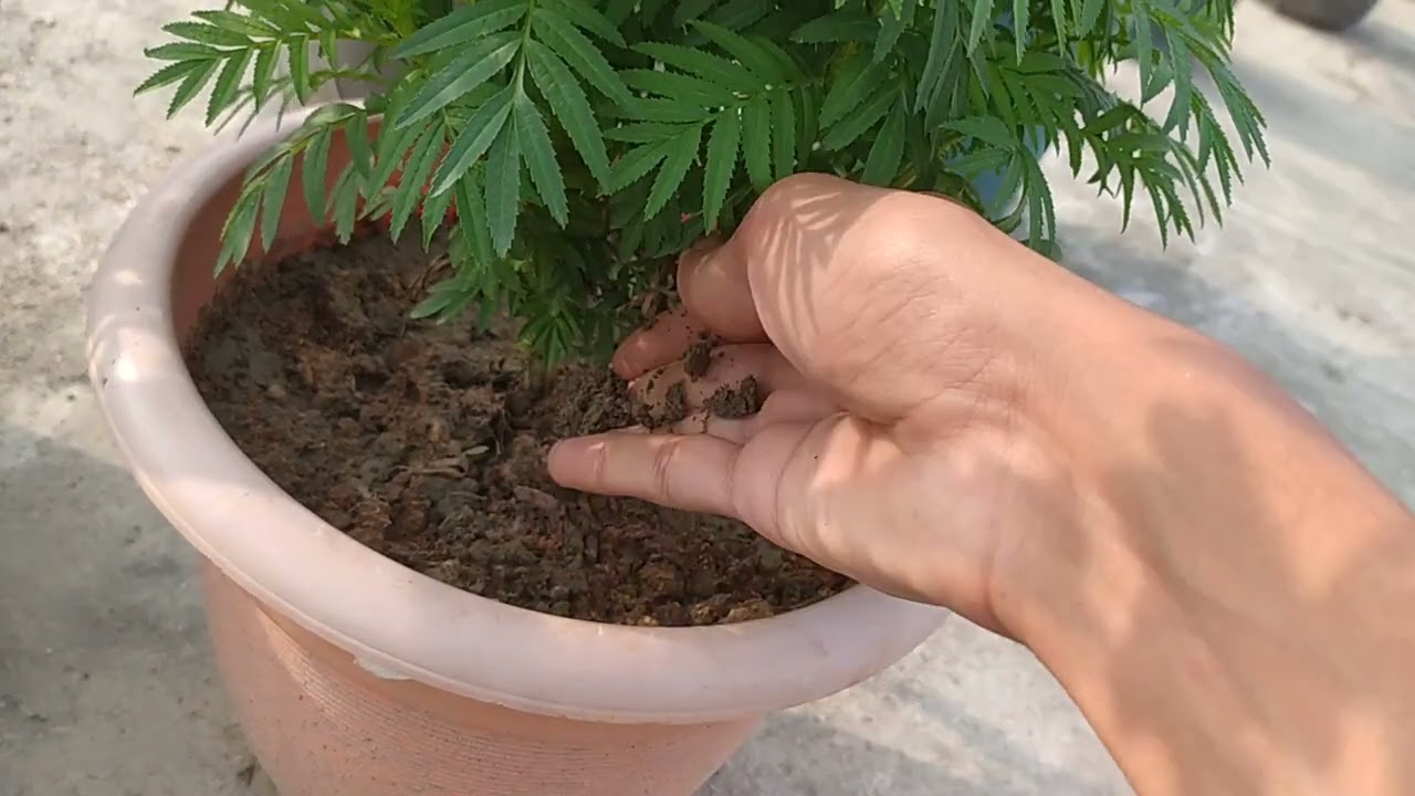 marigold plant care tips