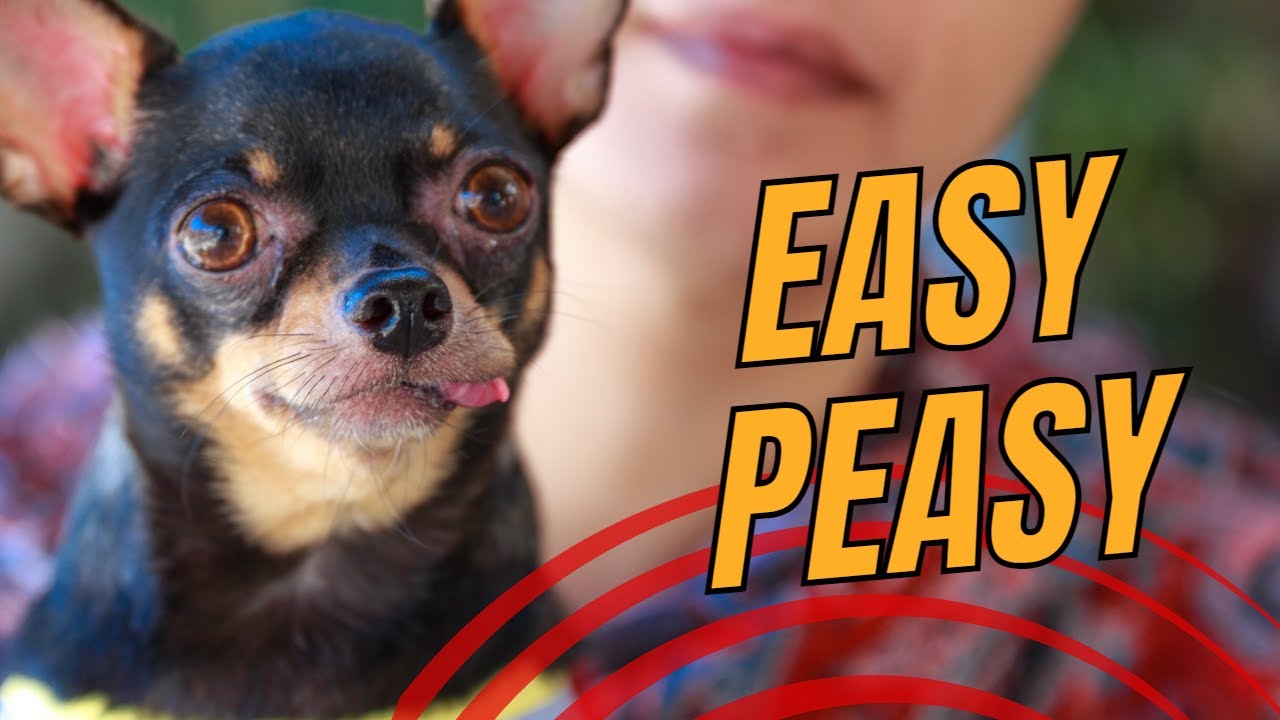 Top 7 Low Maintenance Small Dog Breeds That Are Easy to Take Care Of