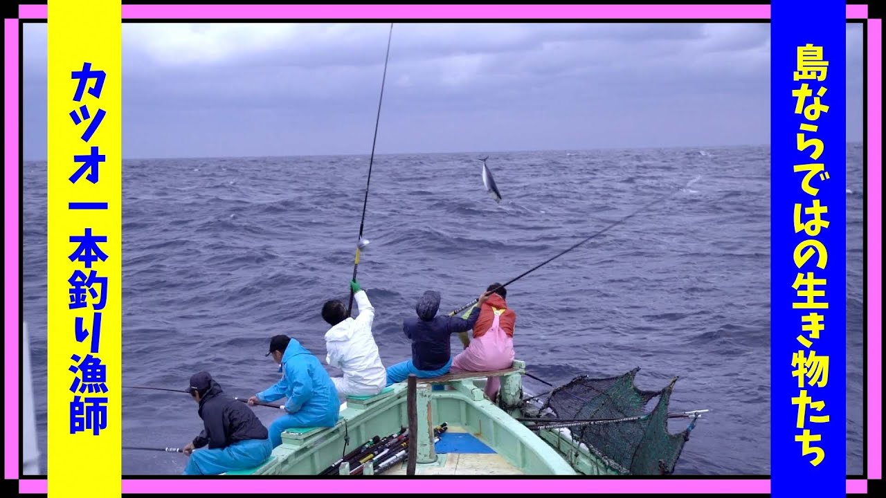 美味しい伊良部島のカツオ！見せます一本釣り！