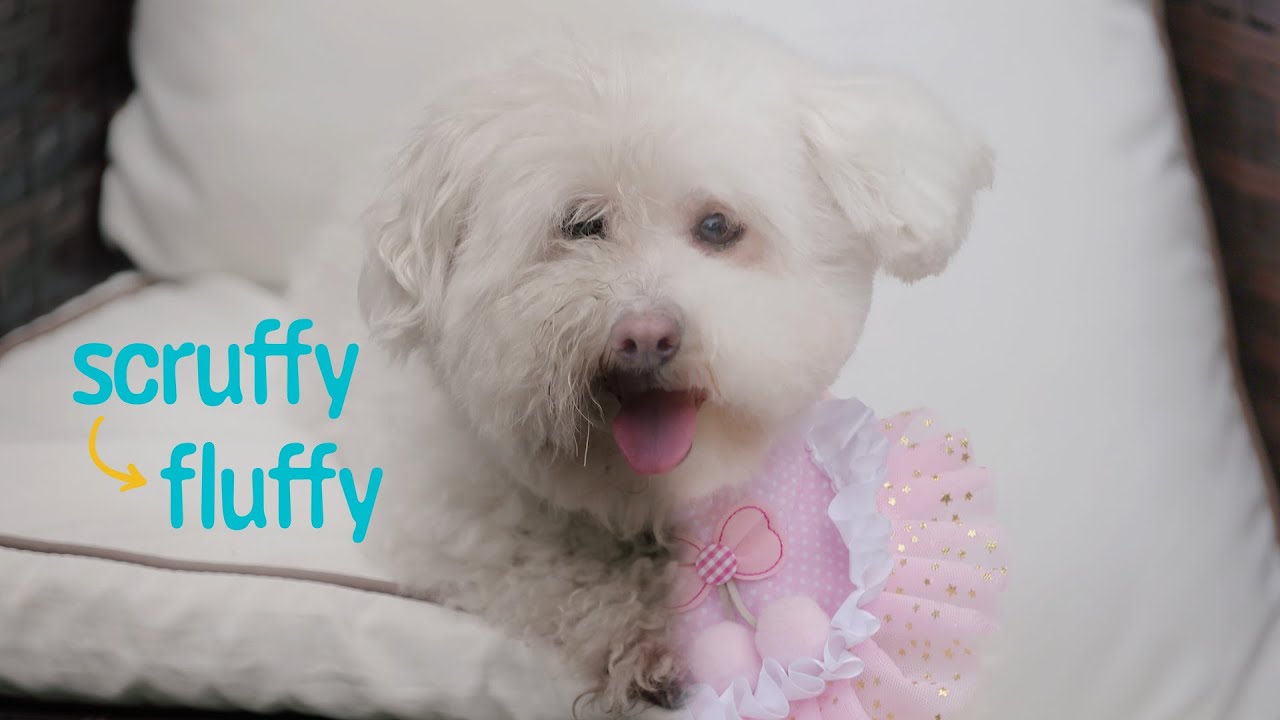 Scruffy Dog Transformation | See the Final Look
