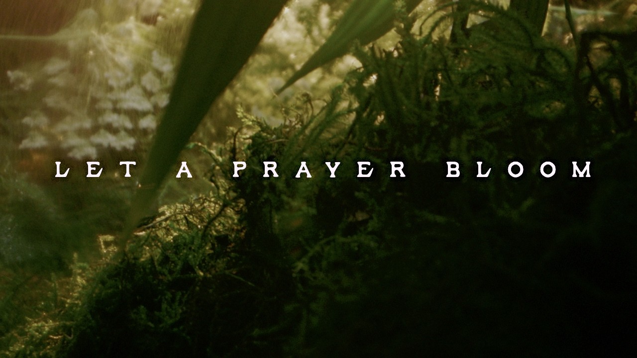 Let A Prayer Bloom &mdash; Jahnavi Harrison &mdash; Visualiser