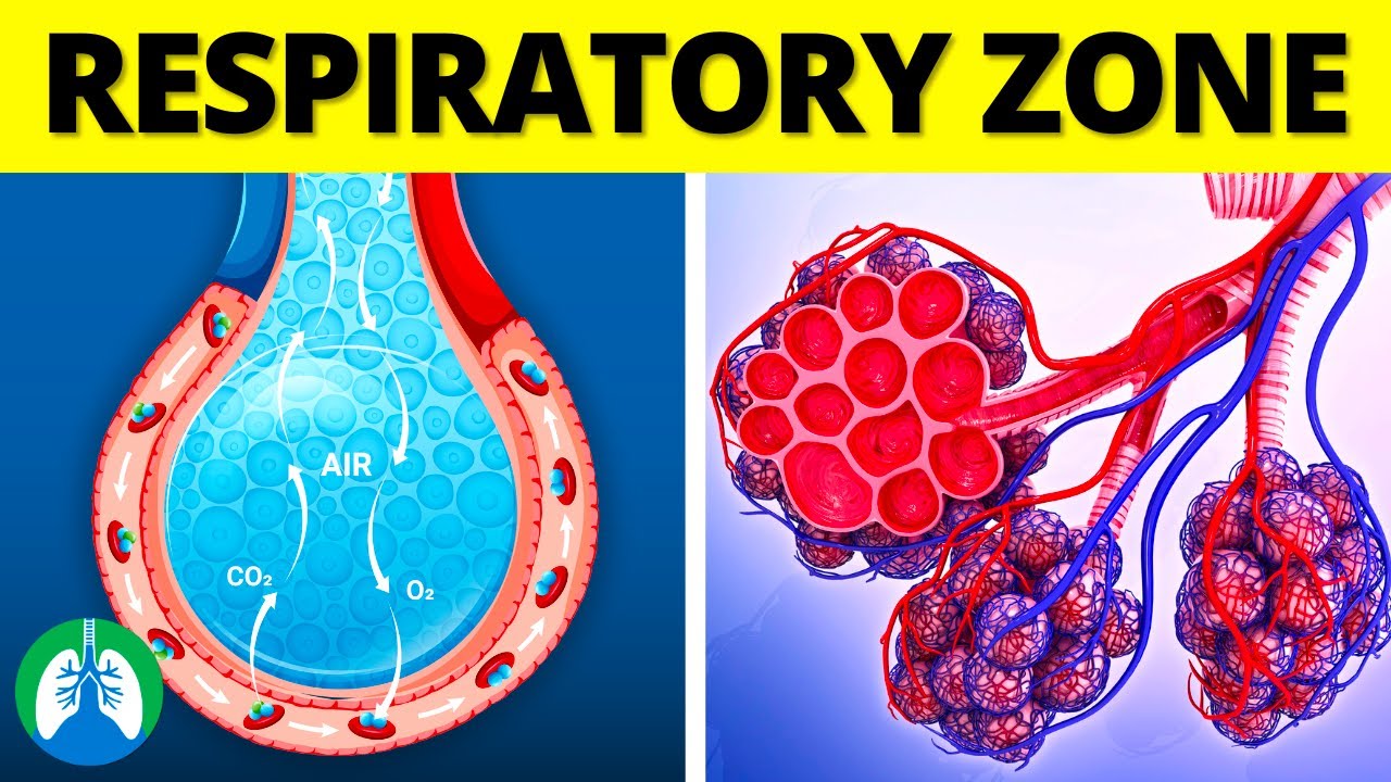 What is the Respiratory Zone of the Lungs?