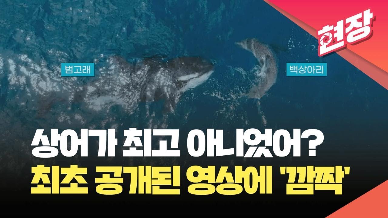 [현장영상] 상어 잡아먹는 고래가 있다?&hellip;최초로 포착된 모습 공개 / KBS 2024.03.07.