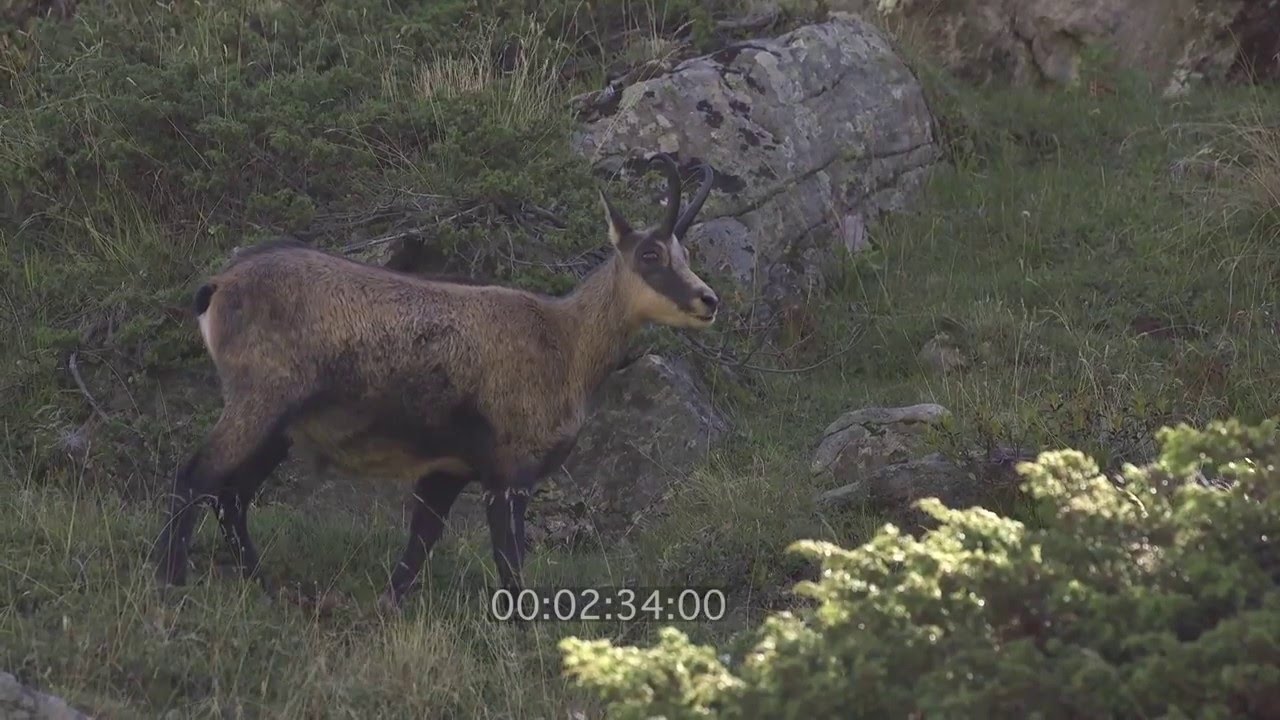 Gamswild, G&auml;mse (1), Tiere der Alpen, Top-Of.tv