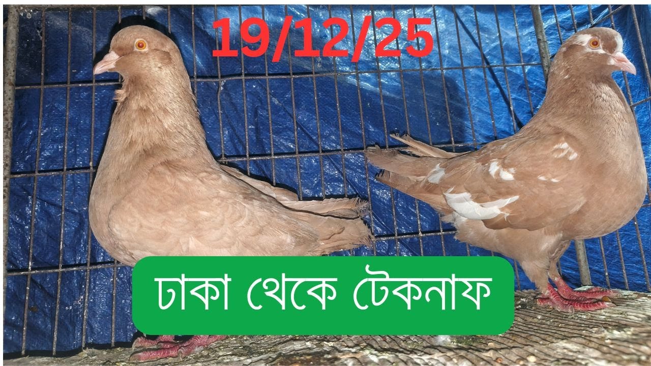কিং কবুতর ডেলিভারি করলাম ঢাকা থেকে টেকনাফ