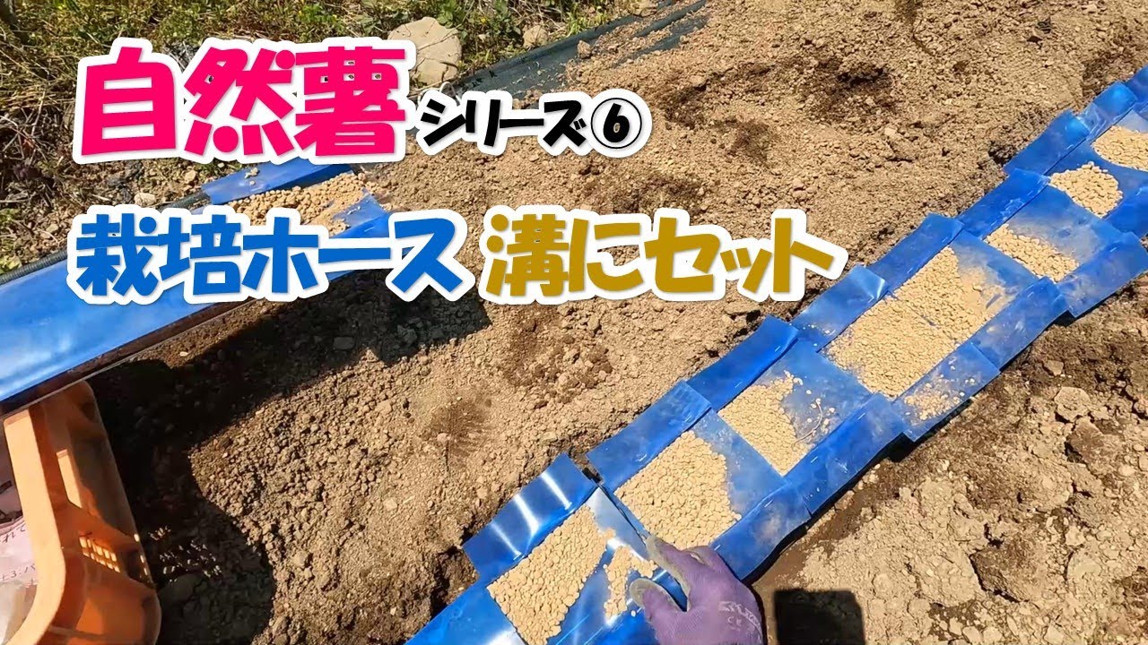 自然薯（ホースを溝にセット）