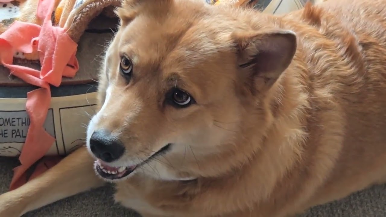 スピードスターなオイヌ様(雑種犬)ver.ババア