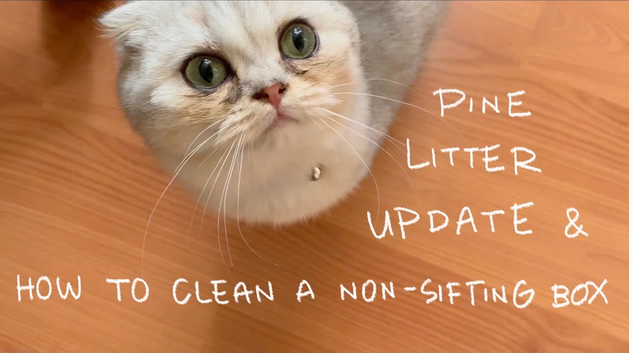 pine litter box monthiversary