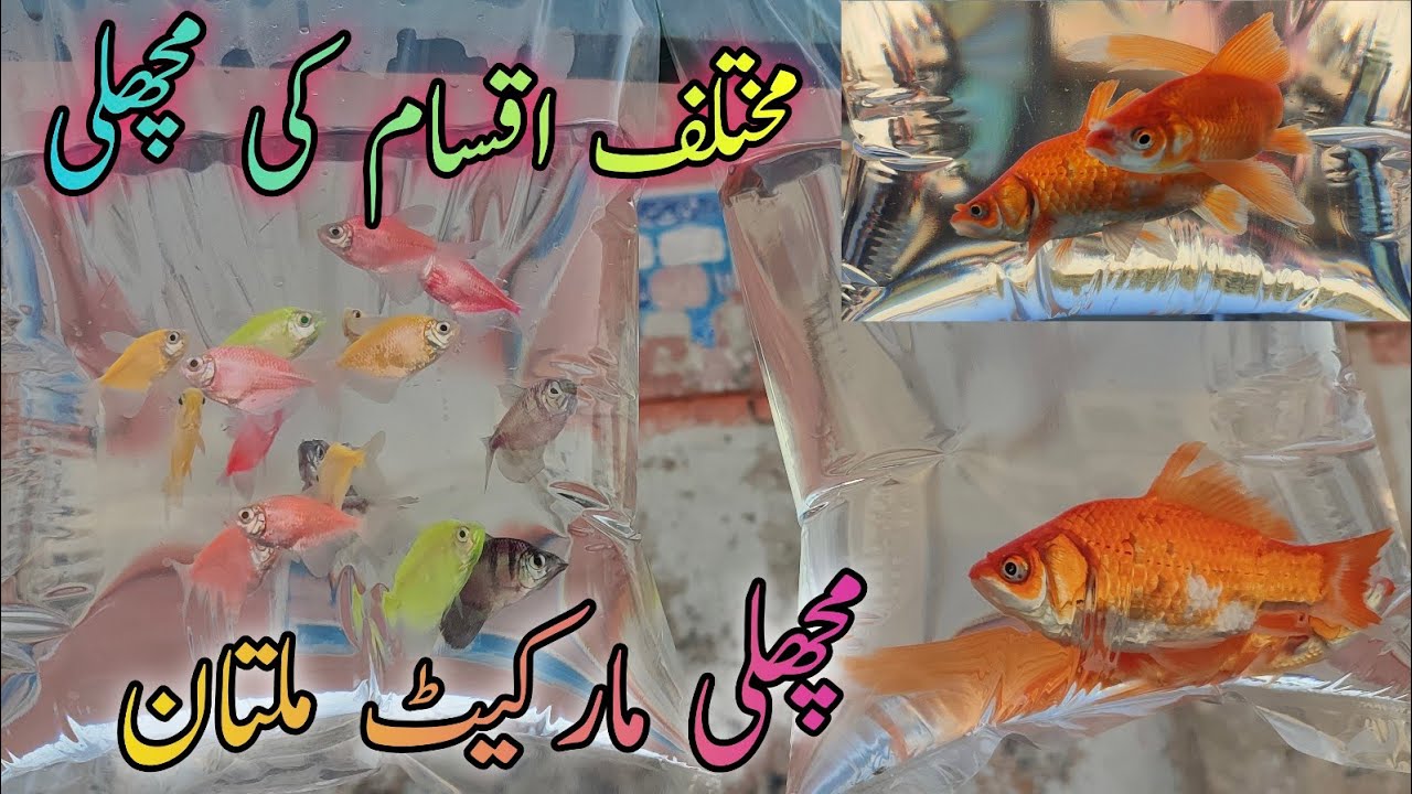 Different types of Fish | Fish Market Multan latest price update